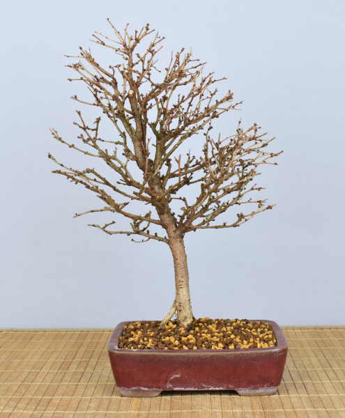 Bonsai Outdoor, Japanische Lärche (Larix kaempferi)